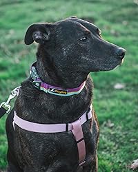 OllyDog Flagstaff Dog Collar, Magenta, Medium