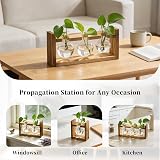 Glasseam Propagation Station 3 Pcs Glass Vase with Wooden Stand view 7