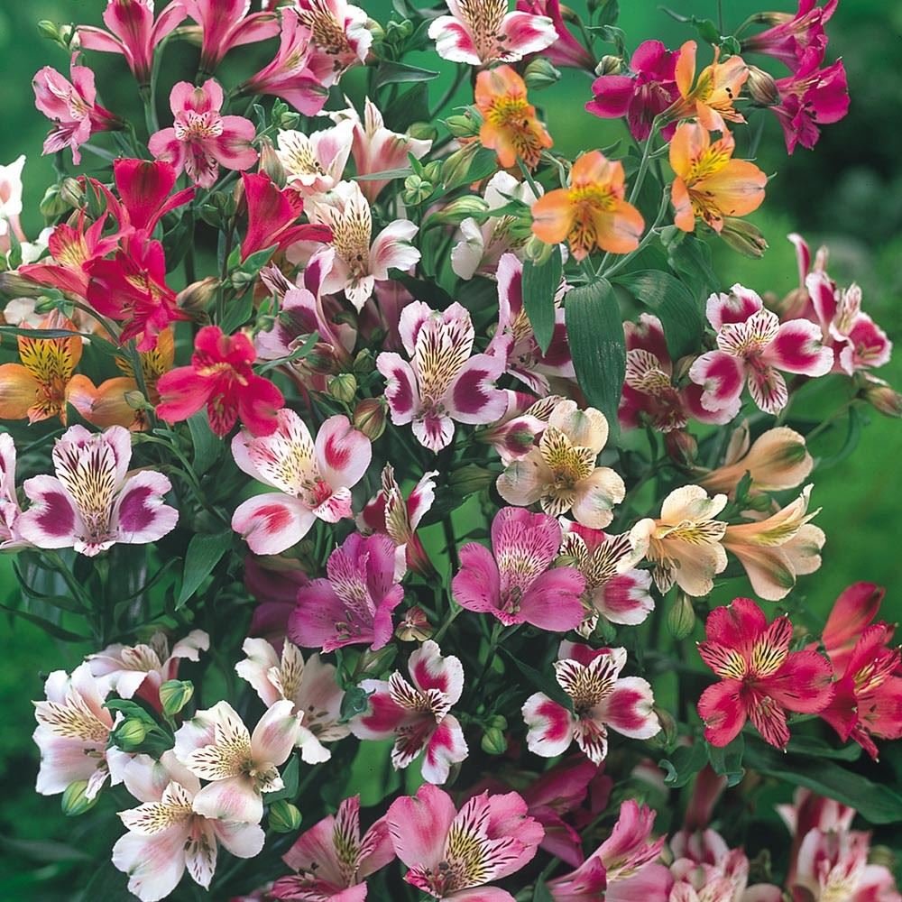 Alstroemeria Ligtu Hybrids Bulbs x 4 VALUE PACK. Amazon.co.uk Garden
