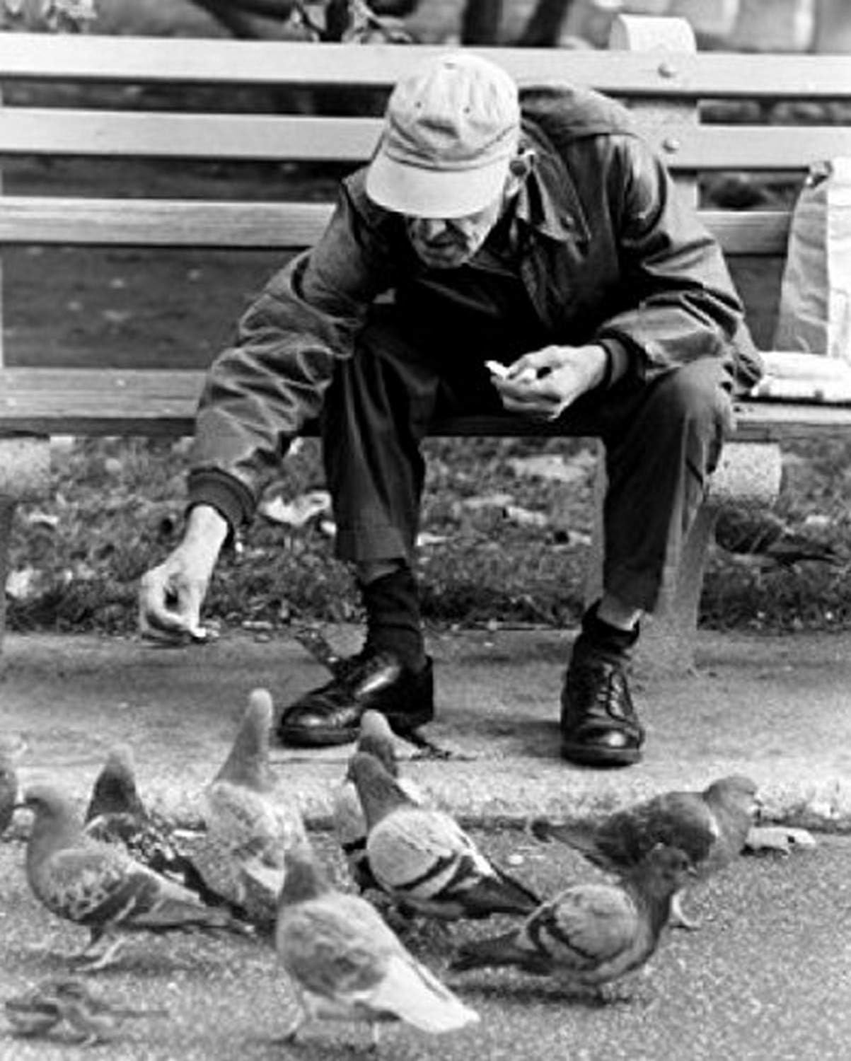 Amazon.com: Posterazzi Senior man feeding pigeons in park Poster Print, (18 x 24): Posters & Prints