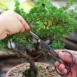 MOSFiATA Bonsai Tools Set 13 Pcs High Carbon Steel Pruning Shears Scissors view 7