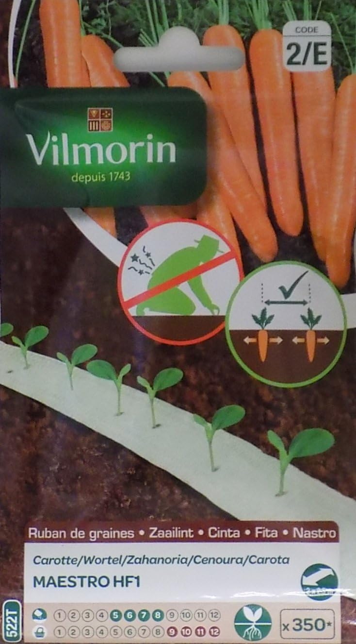 Vilmorin 2 Cintas 350 Semillas de Zanahoria Maestro HF1 (Cultivo ...