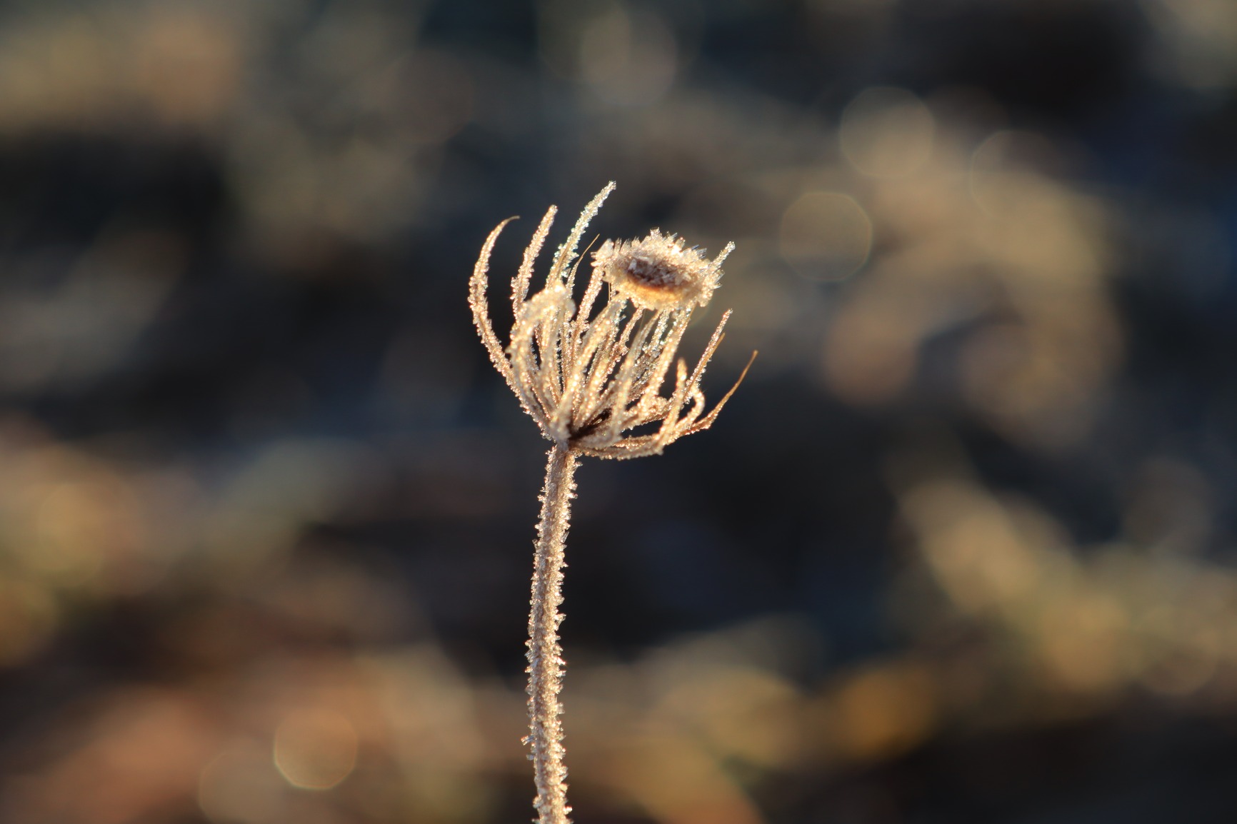 inizialmente scettico, ma 1:1 come l'originale