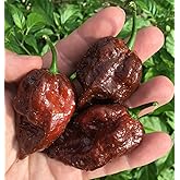 Kraken Scorpion Pepper Premium Seeds for Planting Packet