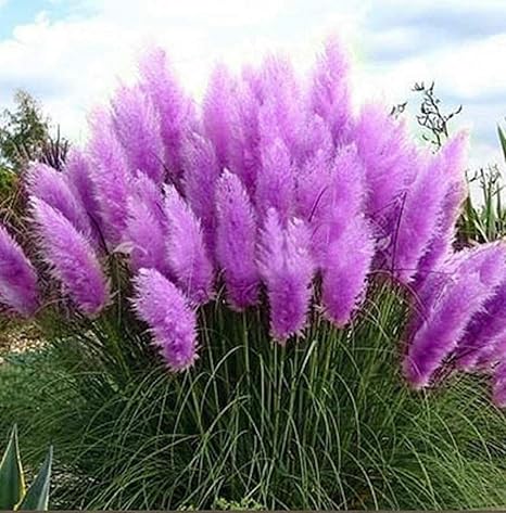 Amazon.com: 500 plantas de hierba de pampas moradas ornamentales ...