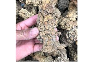 Crystal Stone 1pcs Coprolite Fossilized Dinosaur Poop Specimen Presents (Size : 1)