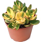 Sprout N Green Golden Jade - Crassula Ovata 'Hummel Sunset', Rare Cute Succulent Plant Fully Rooted in 4" Pot with Soil Mix, Easy to Care, Keep Away from Pets