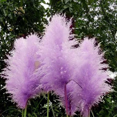 Amazon Com 1 Lot 20 Pcs New Rare Purple Whita Pampas Grass Seeds Ornamental Plant Flowers Cortaderia Selloana Grass Seeds Home Kitchen