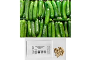 HARLEY SEEDS US Grown 30 Persian Beit Alpha a.k.a. Lebanese Cucumber Seeds Heirloom Non-GMO Burpless Sweet Non-Bitter and Acid Free, Crispy and Sweet, Fragrant and Delicious, Cucumis sativus, Grown in USA