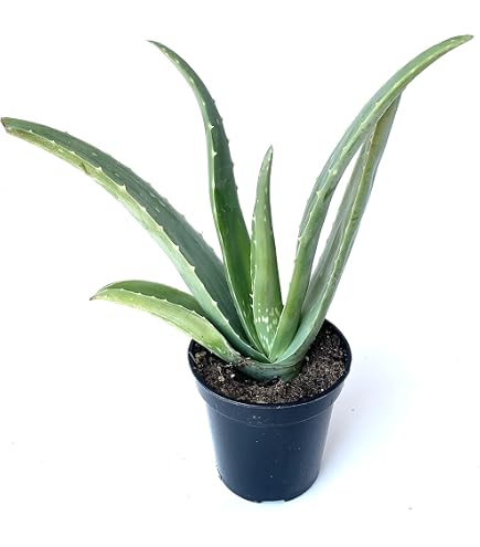 monstera swiss cheese plant 4