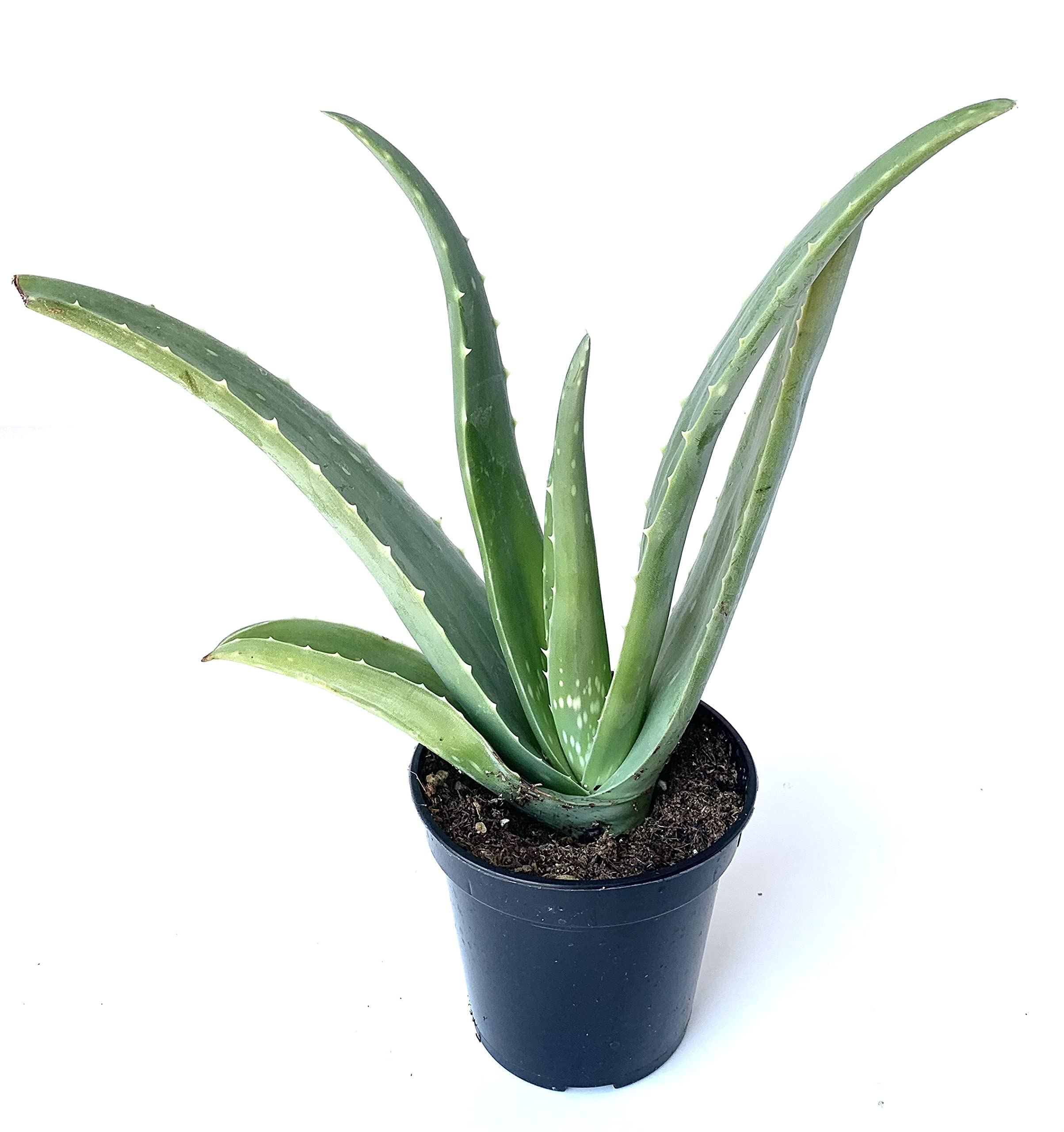 Live Aloe Vera Succulent Aloe Barbadensis Aloe 8