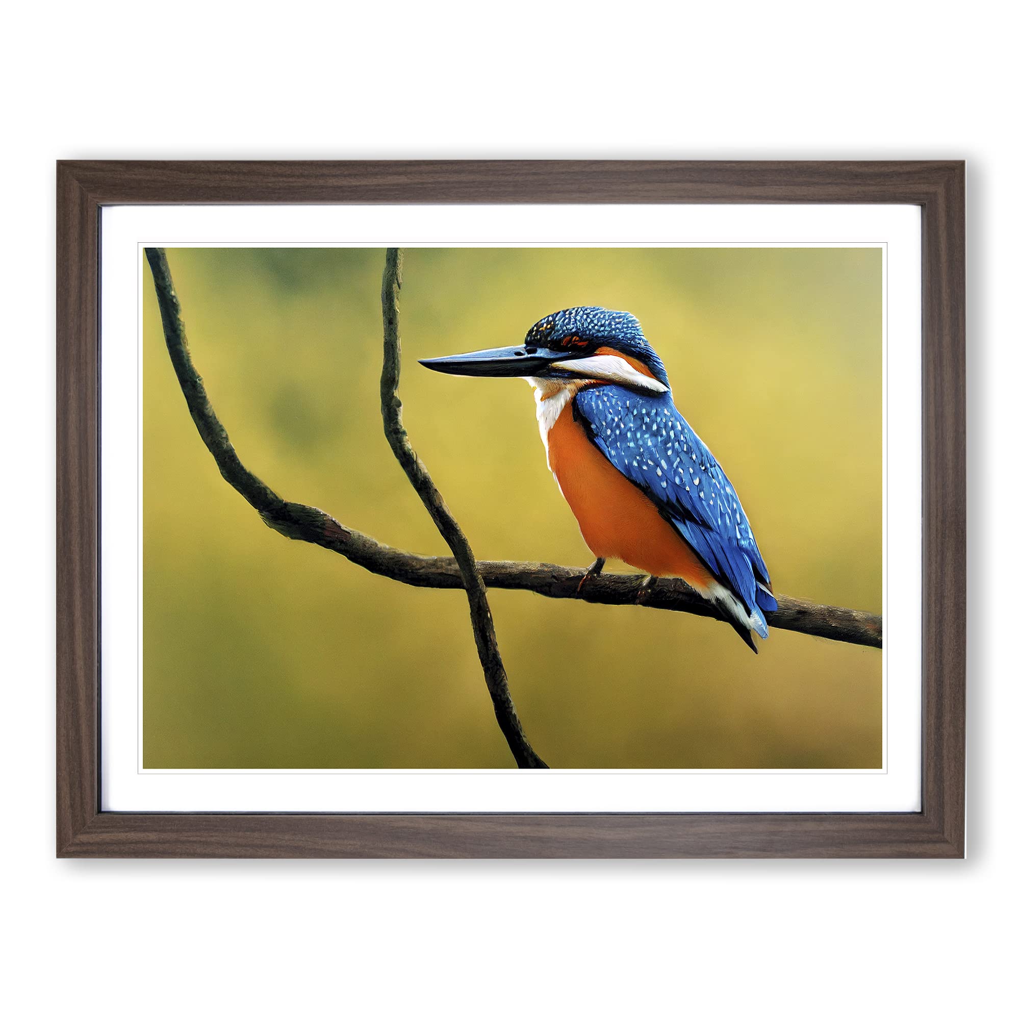 Euphoric Kingfisher Bird Framed Print | A4 Walnut Framed Wall Art | Ready to Hang | Modern Nature Picture | Living Room Bedroom Lounge Office