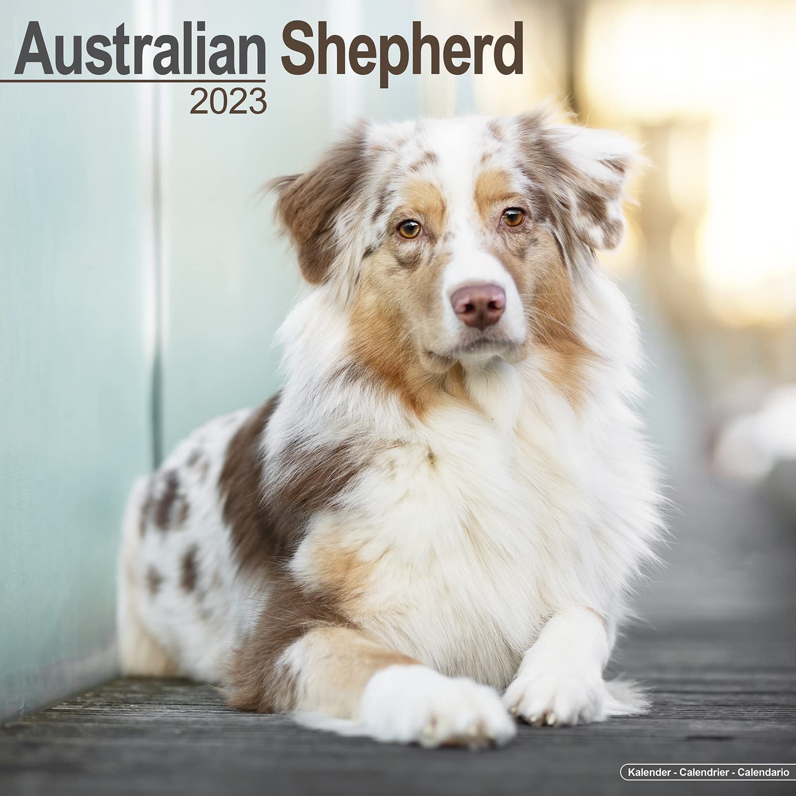 Cneac Calendrier Agility 2023 Australian Shepherd Calendar - Dog Breed Calendars - 2022 - 2023 Wall  Calendars - 16 Month By Avonside: Megacalendars: 9781839416699: Amazon.com:  Books