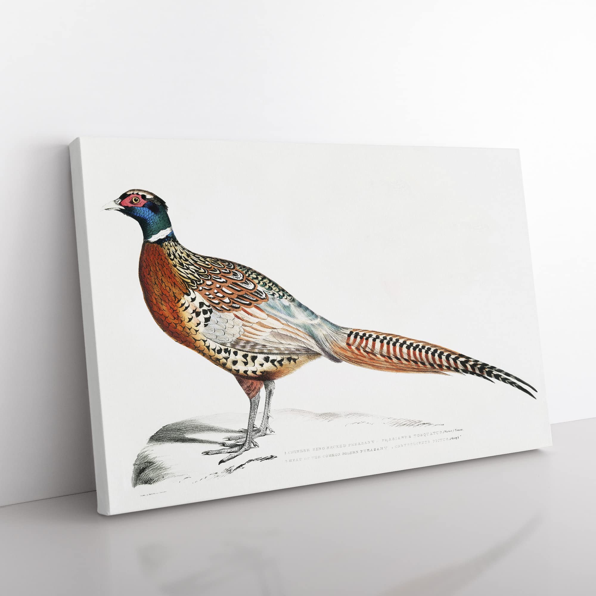 Pheasant Illustrations By John Edward Gray Vintage Canvas Wall Art Print Ready to Hang, Framed Picture for Living Room Bedroom Home Office Décor, 50x35 cm (20x14 Inch)