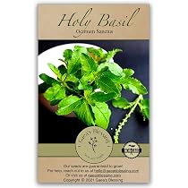 Amazon.com : 100+ Krishna Tulsi Holy Basil Seeds Red Leaf Indian ...
