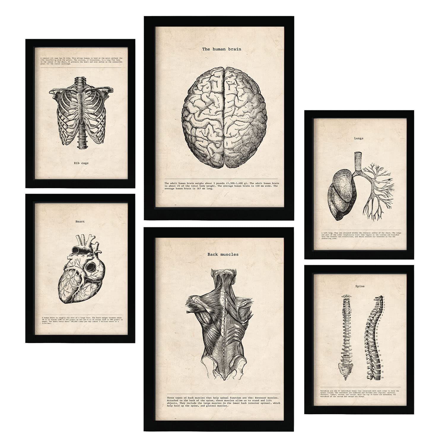 Nacnic Upper Body Posters. Medical Vintage Style Illustrations of Anatomy, Body Parts, Bones and Muscles. Aesthetic Illustrations for Interior Design and Decoration. A4 & A3.