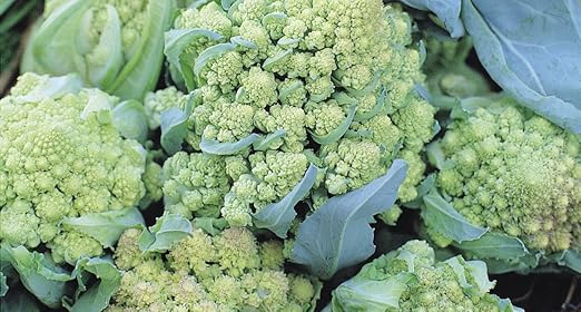 Plants De Chou Fleur Romanesco Navona F1 Plantes 6 Qualite Medium Plugs Amazon Fr Jardin