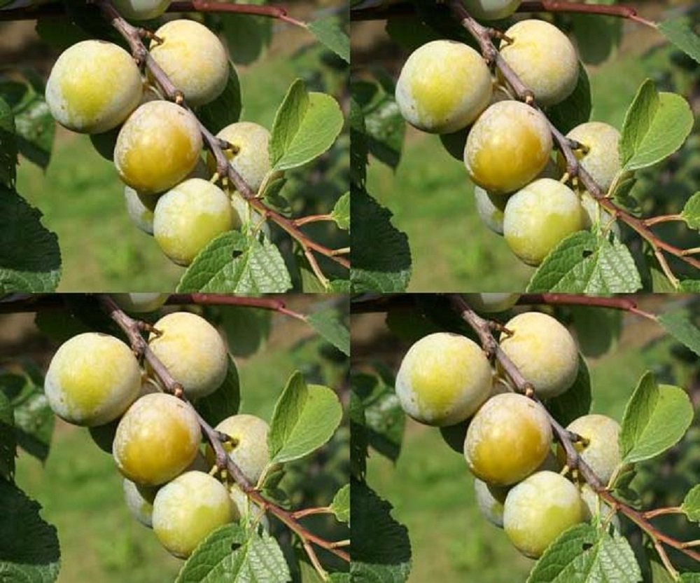 1X 34FT DWARF GREENGAGE PLUM TREE MINI FRUIT TREE 5L Amazon.co.uk
