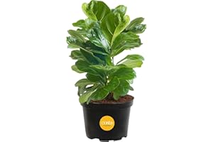 Costa Farms Little Fiddle Leaf Fig, Live Indoor Ficus Lyrata Plant in Nursery Plant Pot, Houseplant in Potting Soil, Housewarming, Birthday Gift, Office, Home, and Room Decor, 1 Foot Tall