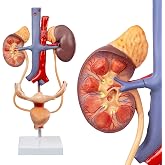 Human Female Reproduction &amp; Urinary System Medical Anatomical Model, 3-Part | EVOTECH SCIENTIFIC Life Size Female Urogenital System Anatomical Model for Medical Learning Education, Includes Manual