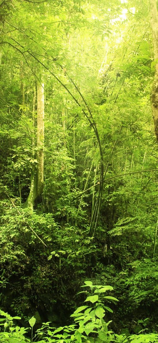 PeelitStickit Jungle Forest Wallpaper Design, Wall Mural ID-002, vinyl, Multi-colour