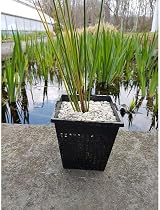 Other Square Baskets Pond Garden Planting Large 28x28x18cm Pack of 3 view 4