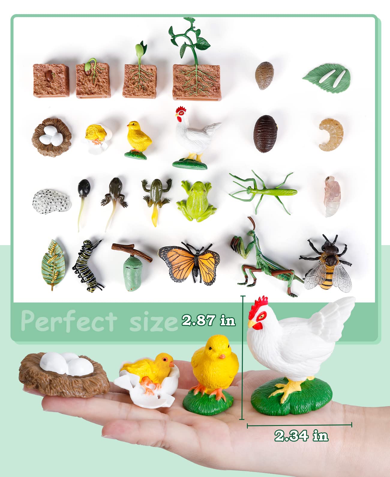 Life Cycle Learning Toys for Kids: Life Science Education Kits with Butterfly, Frog, Chicken, Mantis, Bee, Plants - 25 Pieces Animal Figurines Montessori Toys for Children Age 3 4 5 6 7 8+