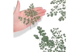 ALJ Natural Dried Pressed Leaves for Resin, 42PCS Real Thalictrum Dried Leaves Plant for Resin Jewelry Pressed Leaf Art DIY Crafts Embellishment Candle Decors Card Making DIY Scrapbooking