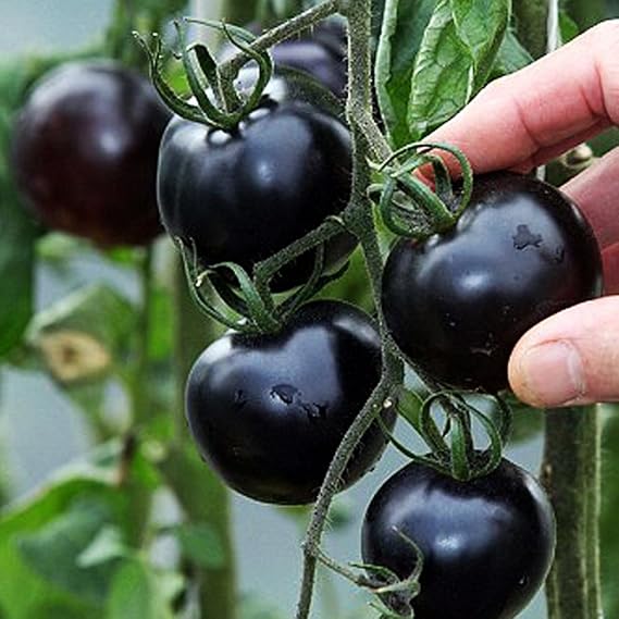 Singeru 30 Stk Schwarz Tomatensamen Mini Aromatisch Tomate Samen Klein Cherrytomaten Balkon Pflanze