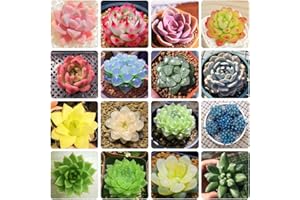 EKFRPAU Mix Rare Succulent Seeds for Planting, DIY Bonsai Ornamental Plant Open Pollinated Seeds Hardy Perennial 800+