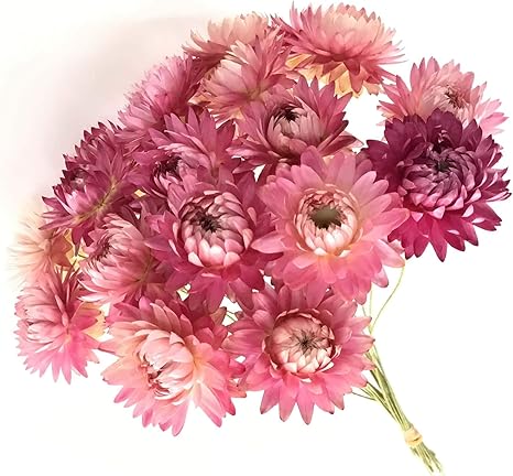 Amazon Amazon Co Jp 限定 蓼科プランツ Tateshina Plants ドライフラワー ピンク M ヘリクリサム ワイヤー ドライフラワー オンライン通販