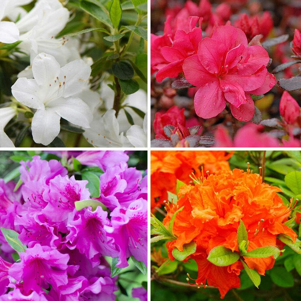 Azalea Dwarf Evergreen Shrub Garden Plants with Bright Coloured Flowers