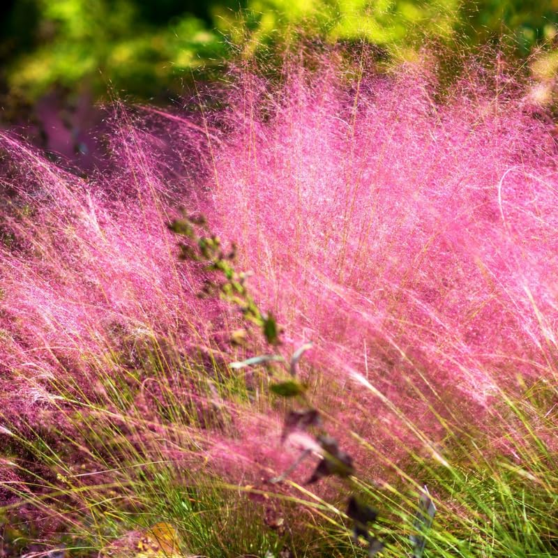 YOKEBOM Pink Muhly Grass Live Plants (2-Pack) - Ornamental Perennial, 5-9 Inch Height, Full Sun, Zones 5-10 - Pink Clumps for Garden Border