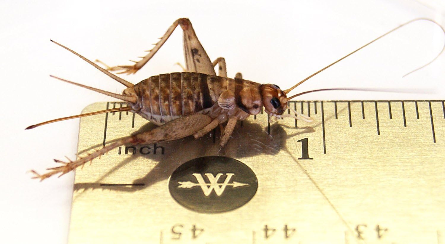 Amazon Com Josh S Frogs 1 Large Adult Banded Crickets 1000