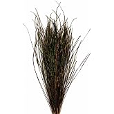 BRAIRIA Natural Peacock Herl Feather for Fly Tying (340 Strands, 10-20cm), Nymphs Wet Streamers Flies Materials