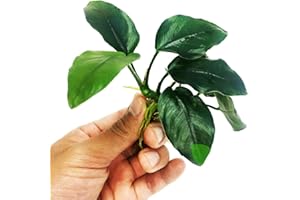 Planterest - Anubias Nana Thick Leaf Rhizome Easy Live Aquarium Plant Decorations BUY2GET1FREE