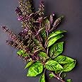 3000 Holy Basil Seeds - Hung Que - AKA. Thai Basil, Asian Basil, Ocimum basilicum | Indoors, Outdoors, and Hydroponics