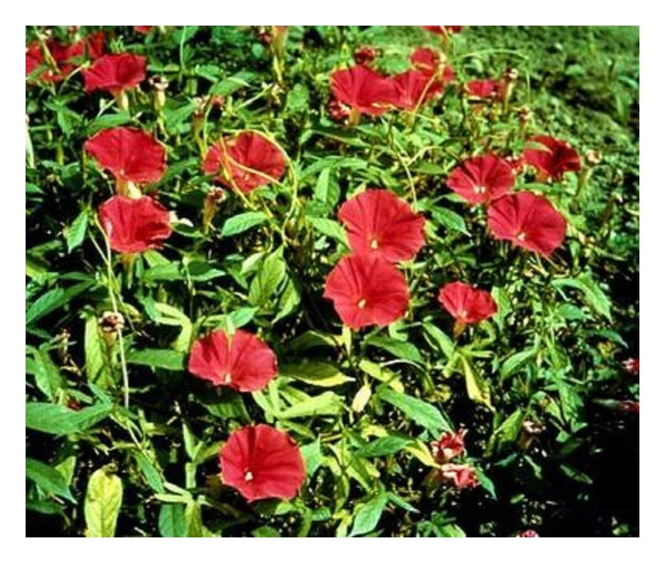ипомея скарлет. ипомея скарлет охара. ипомея скарлет о'хара семена. ипомея скарлет. ипомея о хара.