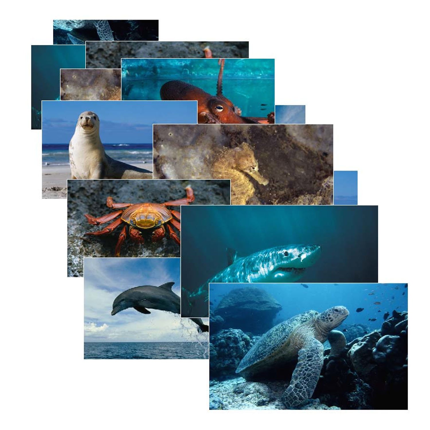 Stages Learning Sea Life Posters, 14 Real Photo Images, Multicolor