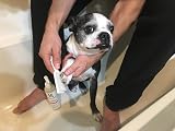 Warren London Paw Sani Scrub Brush Dog Pet Germ Bacteria Remover 237ml view 4