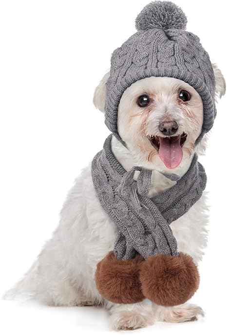 dog with winter hat