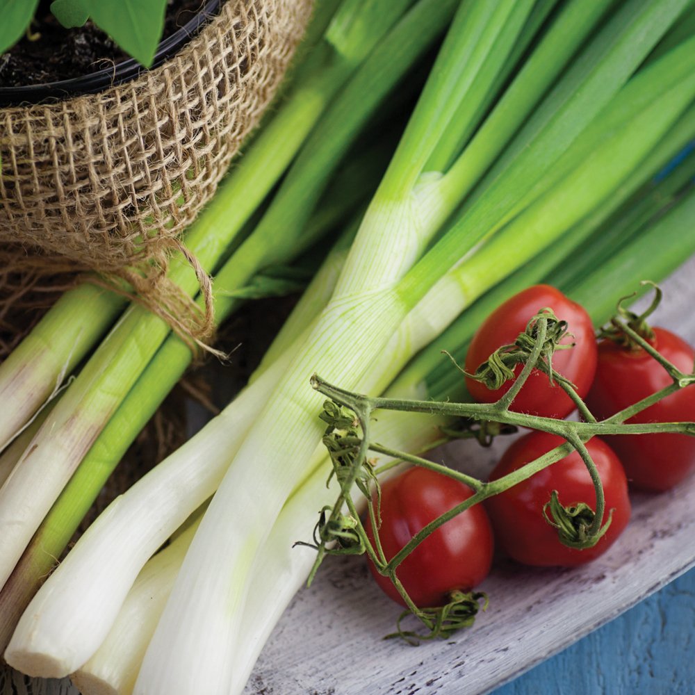 Spring Onion Vegetable Seed Yielding Reliable Heavy Crops for Garden, Allotment & Greenhouse White Lisbon Variety Approx 500 Seeds 1 x Finished Packet by Thompson & Morgan