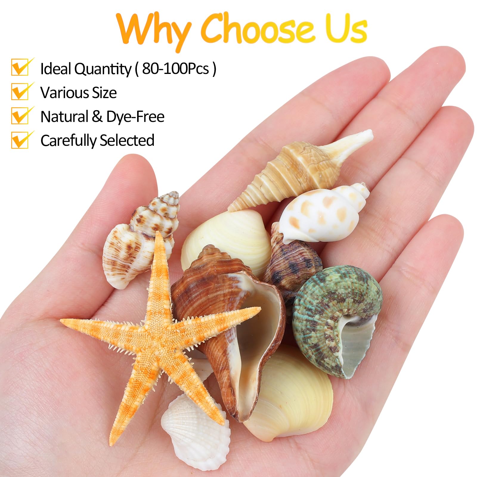 80+ Pcs Natural Seashells, Mixed Starfish Sea Shells for Crafts, Various Sizes Ocean Shells Conch for Decorating, Beach Theme Party, DIY Crafts, Fish Tank Filling, Home Decor, Wedding Decoration