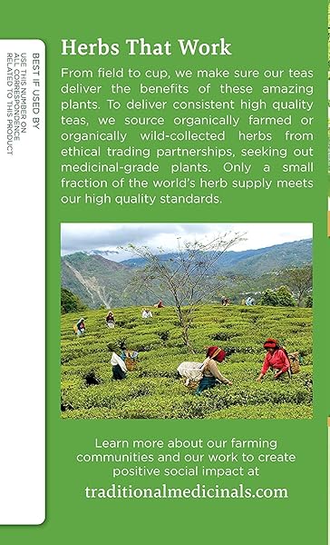 GREEN TEA (GREEN TEA MATCHA, 16 COUNT (PACK OF 6) 96 TEA BAGS TOTAL