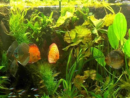 Wasserpflanzen für 120 l Diskus Aquarium + Dünger
