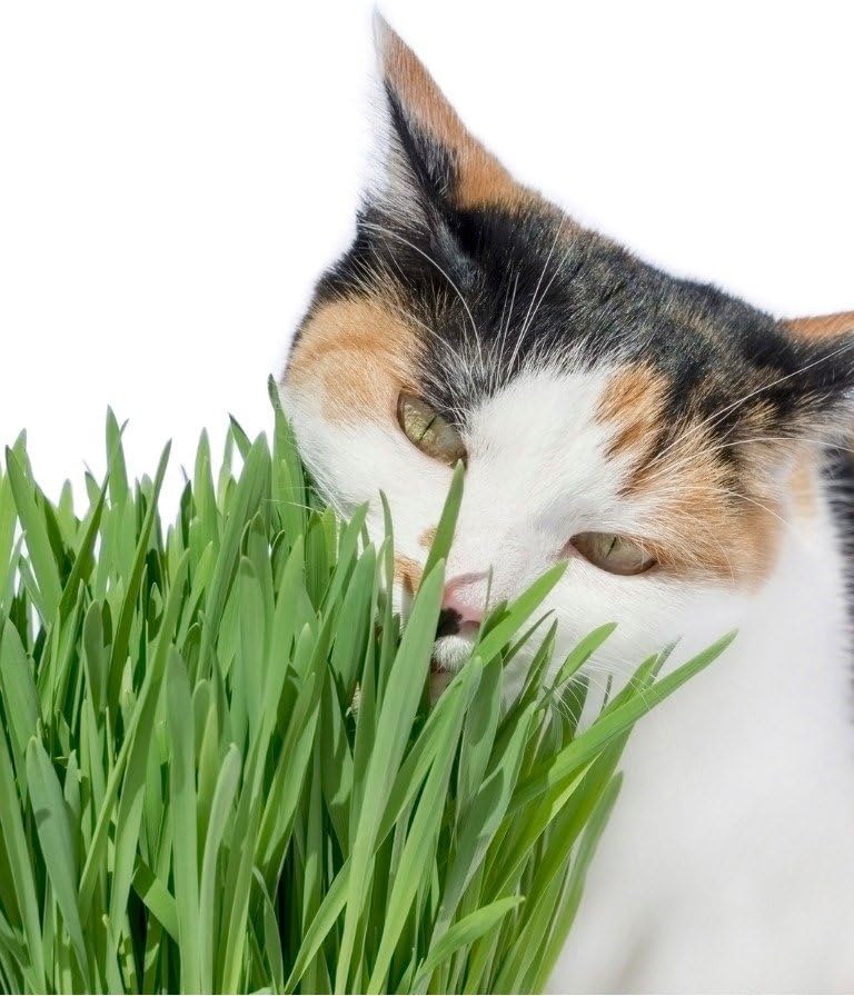 Cat Grass Wheat Seeds 1 LB(13,500+Seeds)-Grow Greens for Your Pet's !