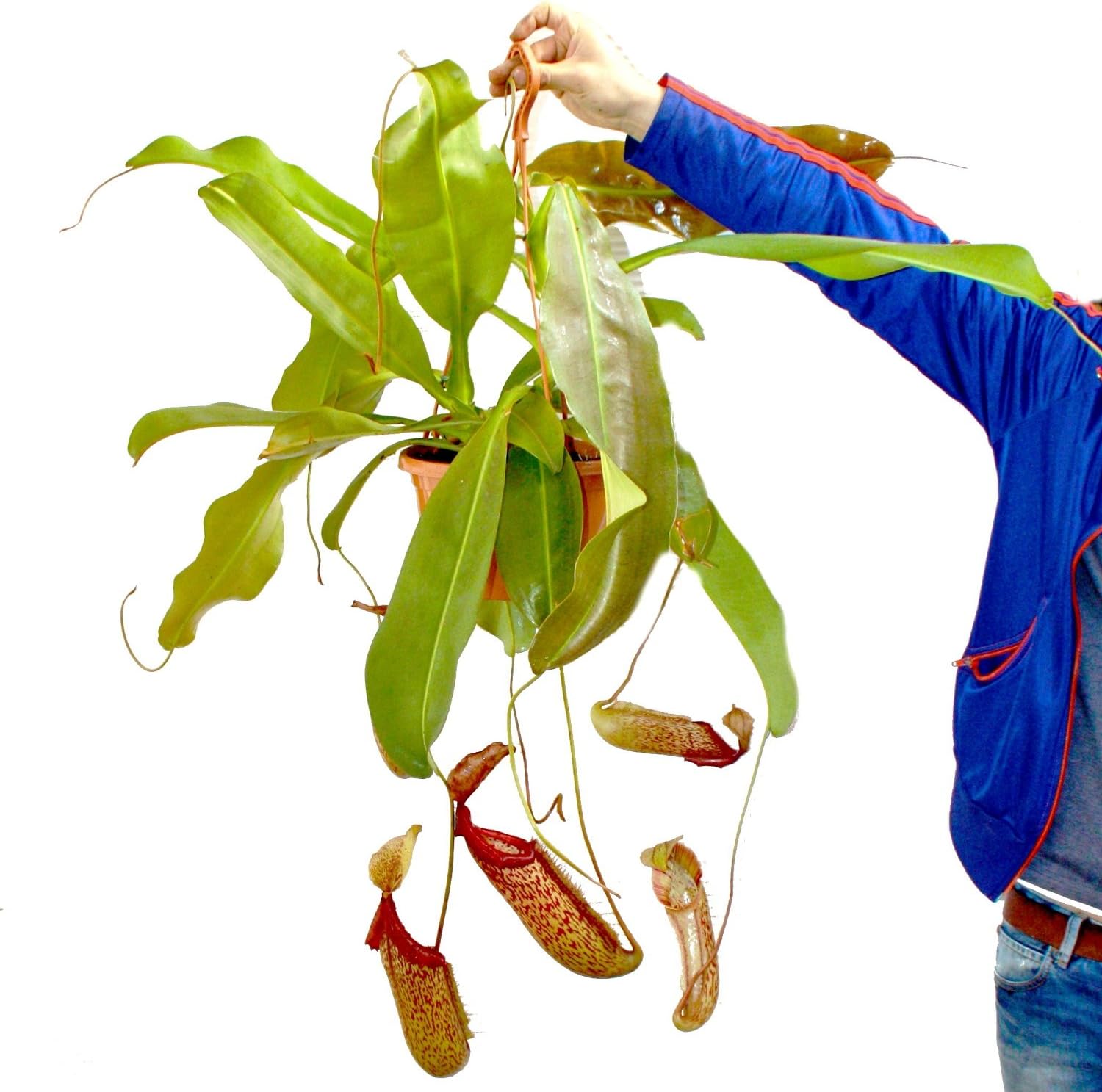 Giant Pitcher Plant Nepenthes Maxima Hanging Pot Amazon.co.uk