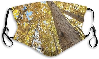 Nsdg Wtewertw Up View Of Fall Aspen Tree Leaves In Fade Tone Autumn