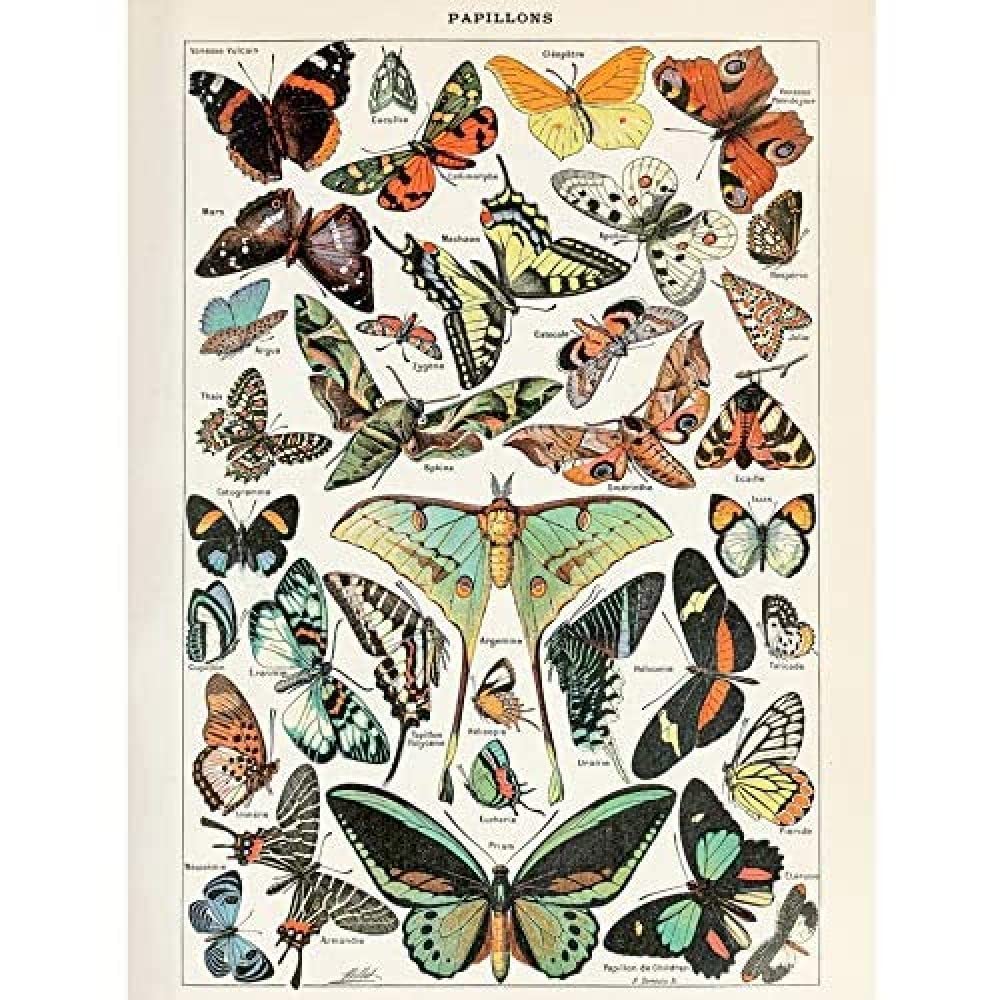 Artery8 Millot Encyclopedia Page Variety Butterflies Unframed Wall Art Print Poster Home Decor Premium — image 1