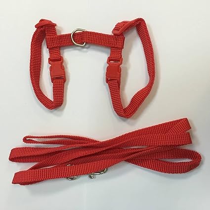 Laisse Collier Harnais Reglable Nylon Pour Chat Chaton Longueur 1 2m 4couleurs Au Choix Amazon Fr Jardin